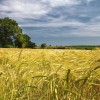 ES eksportēto graudu daudzums sasniedzis rekordlielu skaitu